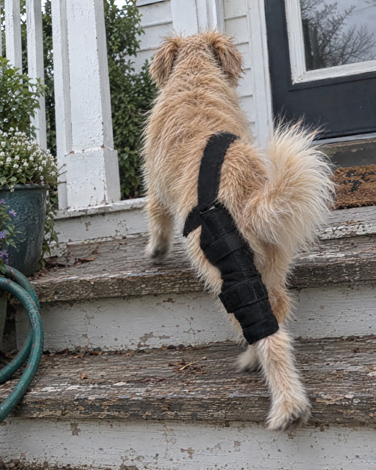 Small fluffy dog climbing porch steps wearing the Wagra knee brace