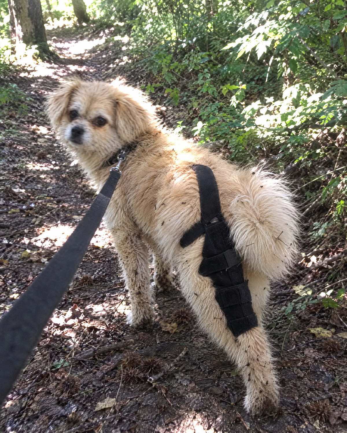 Small dog on a forest trail walk wearing the Wagra knee brace