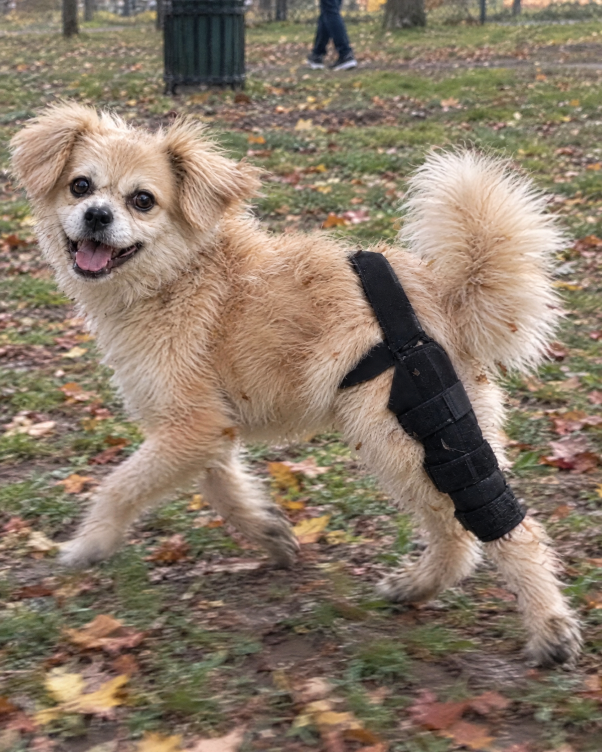 Small dog trotting through autumn leaves wearing the Wagra knee brace